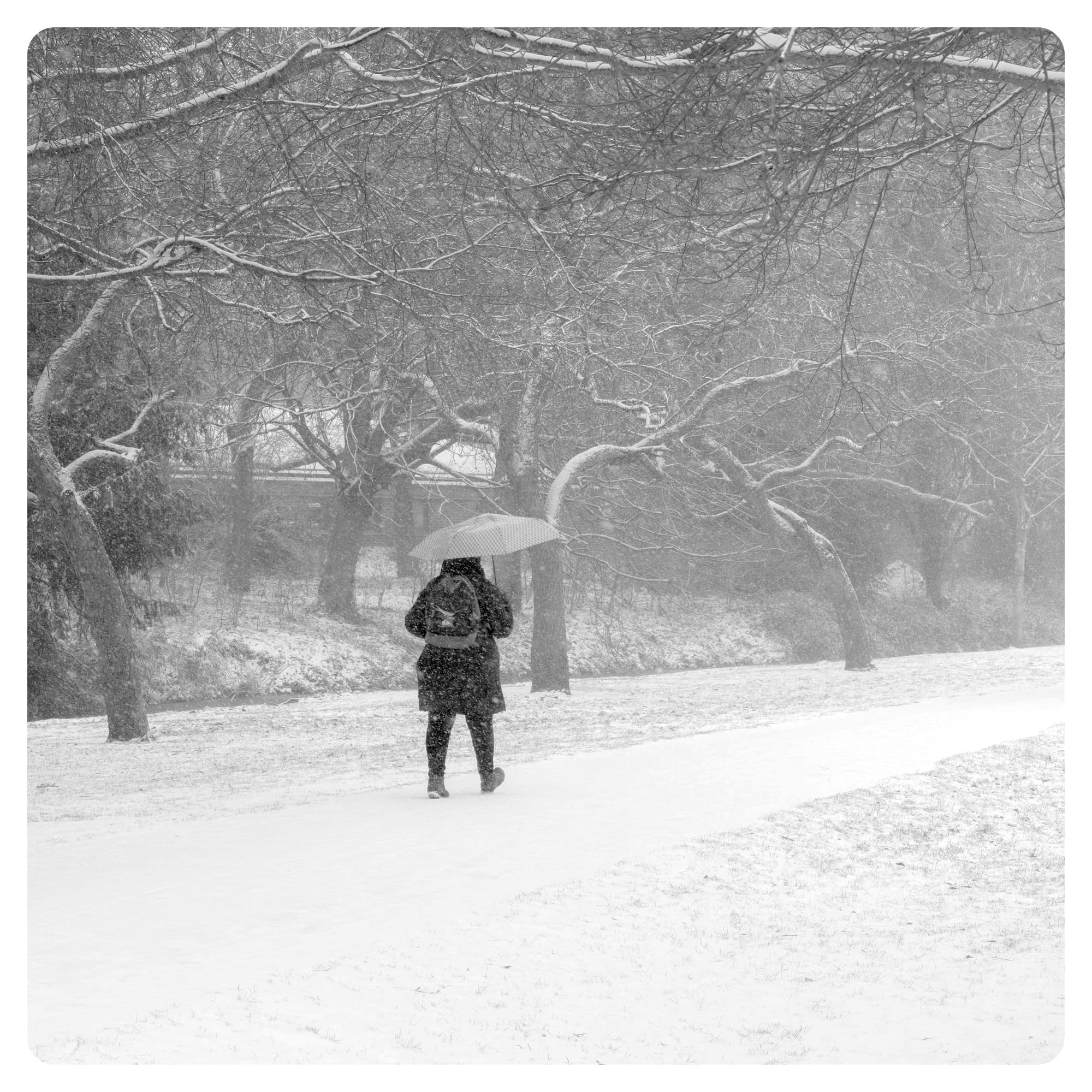 person walking on snowfield surrounded by bare trees